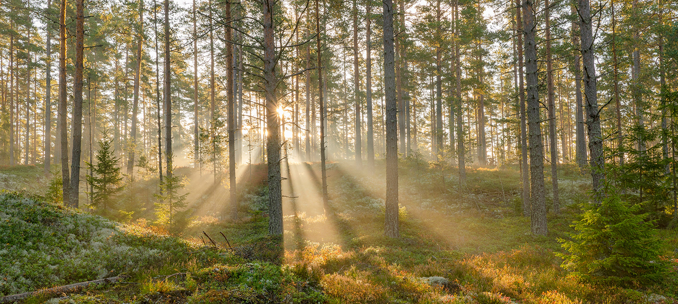 Solstrålar som tränger genom en tallskog och lyser upp marken.
